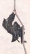 Japan: Ninja climbing a rope. Katsushika Hokusai, 1817